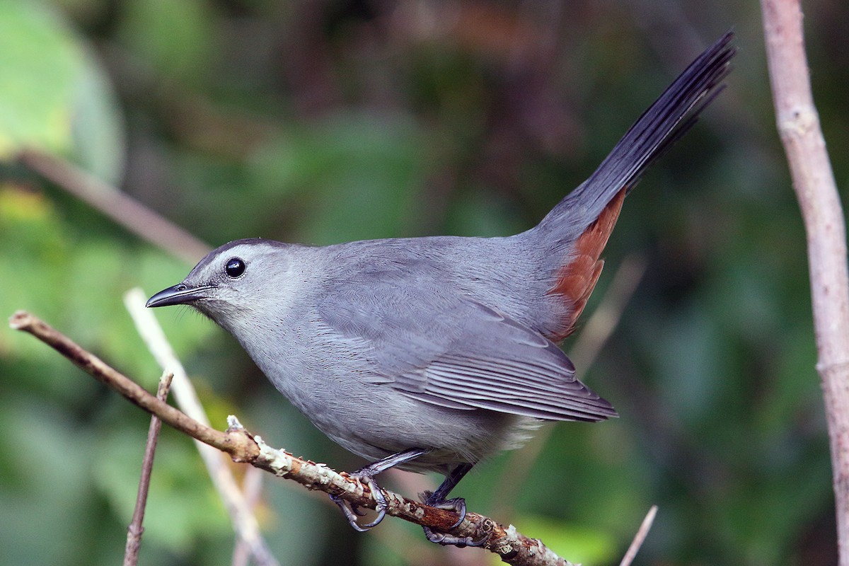 Gray Catbird - Steve Raduns