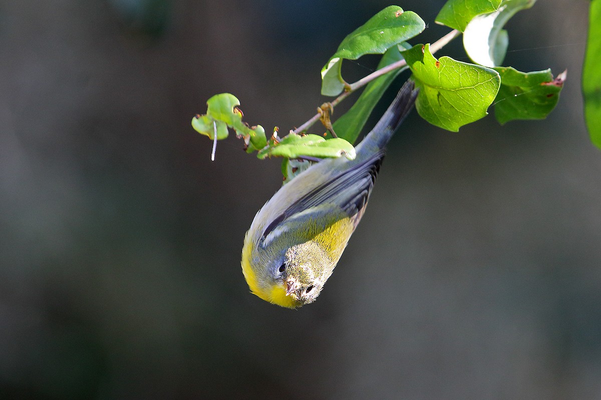 Northern Parula - Steve Raduns