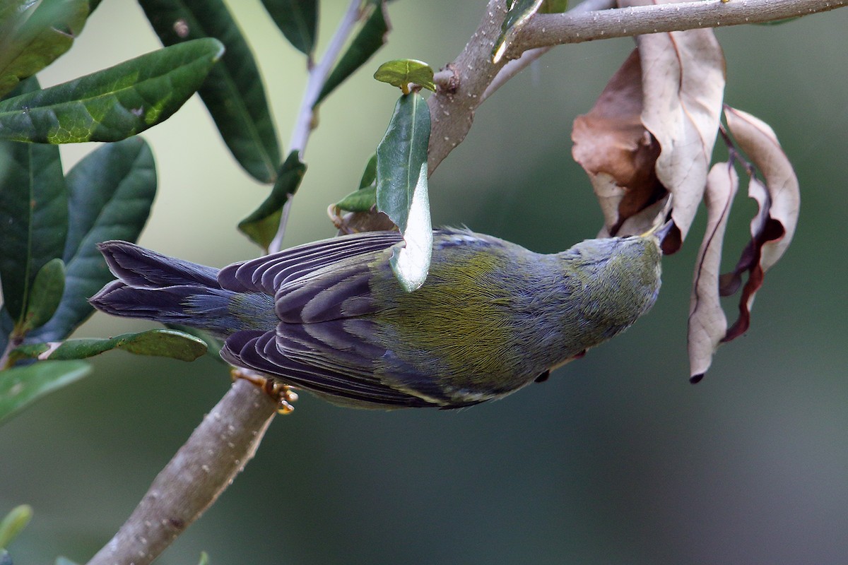 Northern Parula - ML37744641