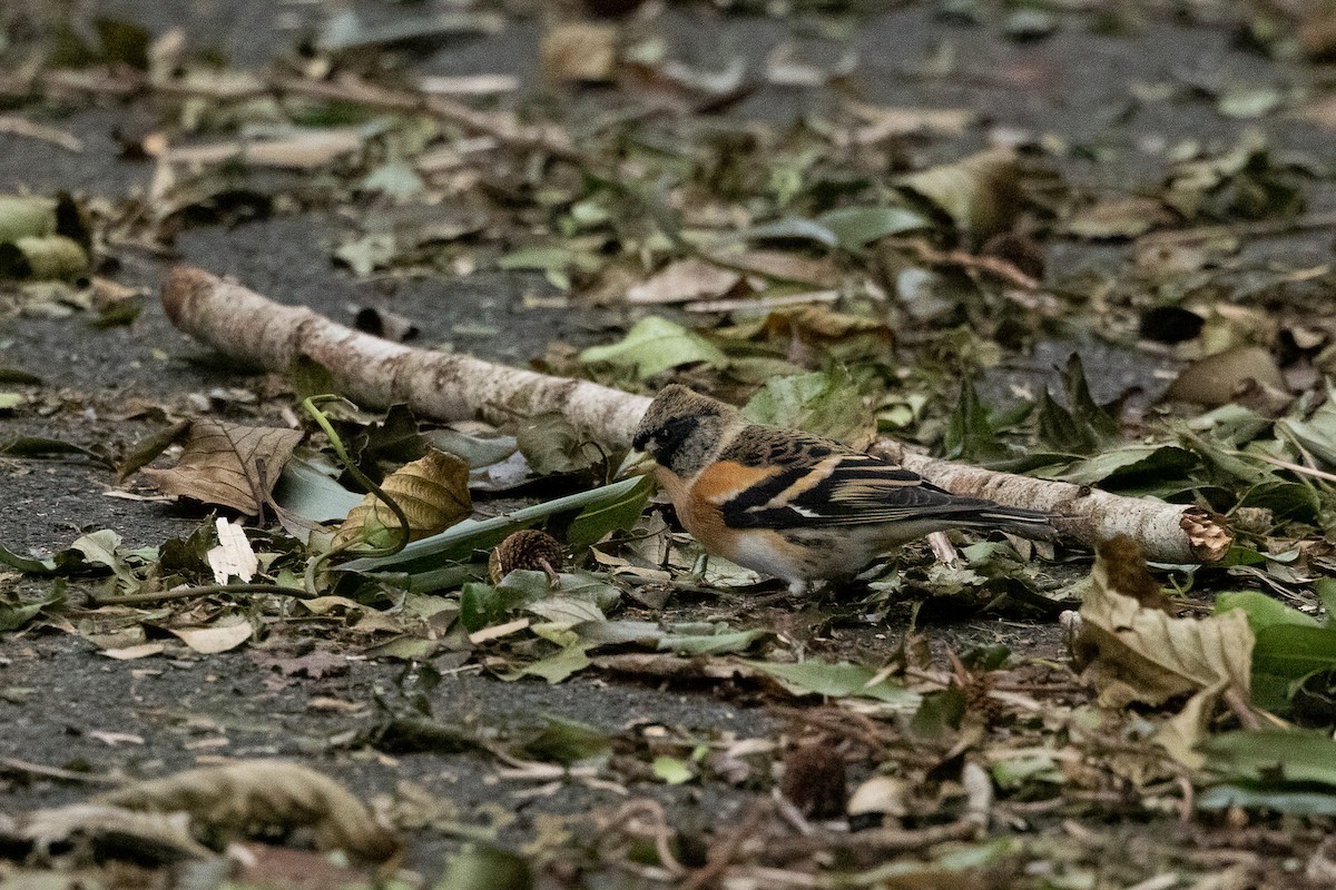 Brambling - Philip Rowe