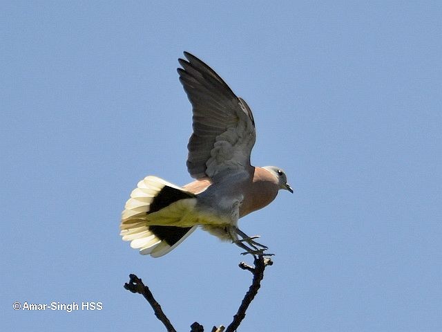 Red Collared-Dove - Amar-Singh HSS