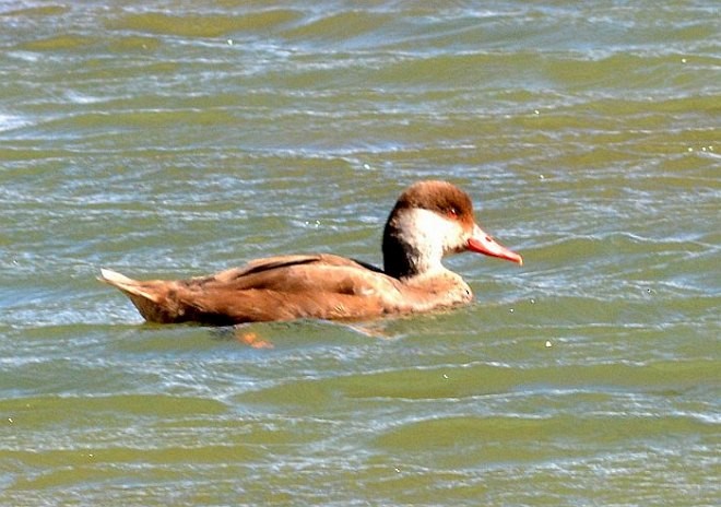 Red-crested Pochard - ML377446991