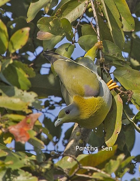 Yellow-footed Green-Pigeon - PARTHA SEN