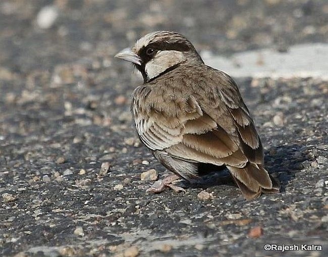 Ashy-crowned Sparrow-Lark - Rajesh Kalra
