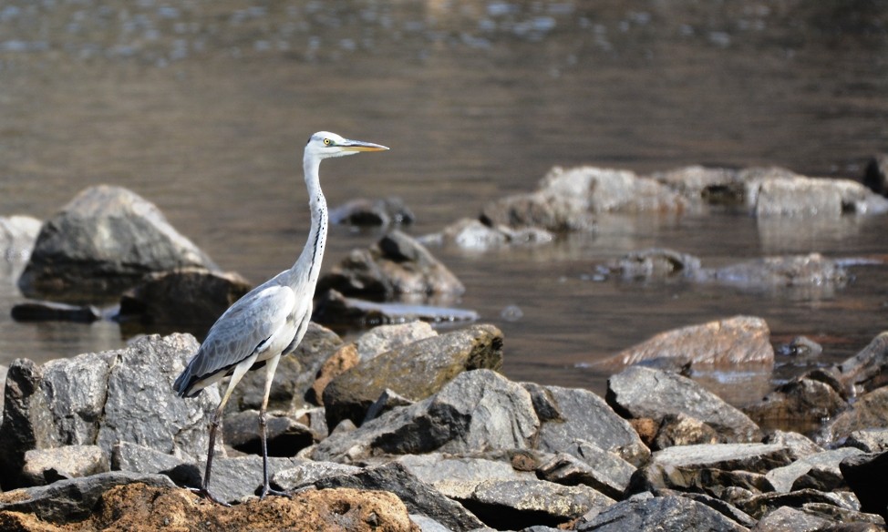 Gray Heron - Mohandas Giriyappa