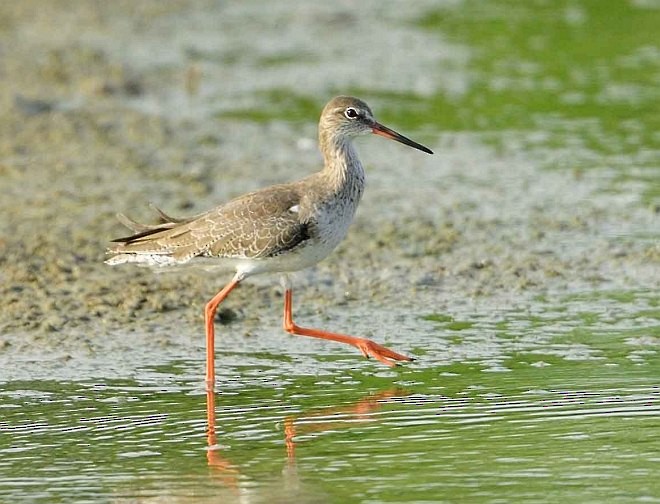 Common Redshank - ML377449021