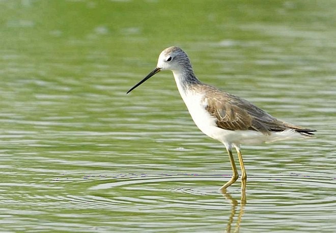 Marsh Sandpiper - ML377449031