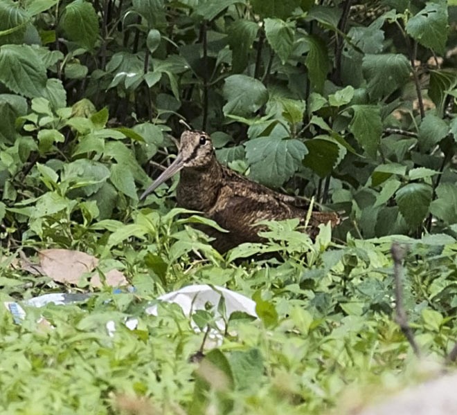 Eurasian Woodcock - ML377449681