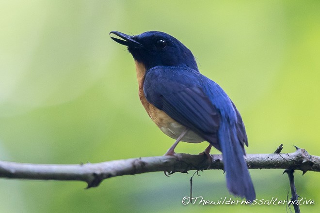 Sunda Blue Flycatcher - ML377449881