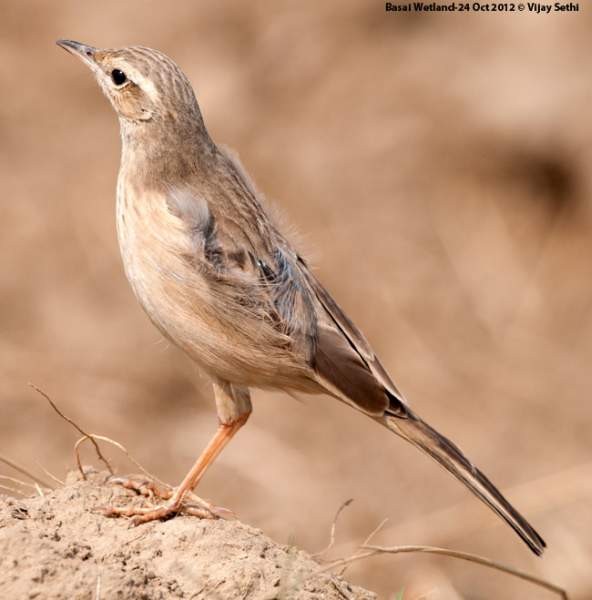 Long-billed Pipit (Persian) - ML377450491