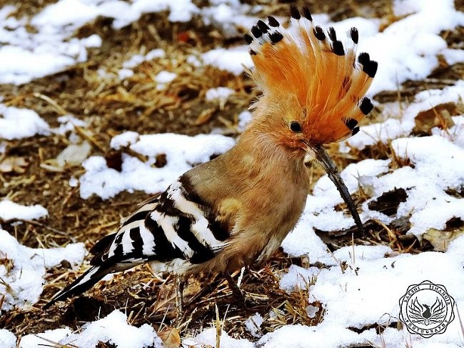 Eurasian Hoopoe - ML377450801