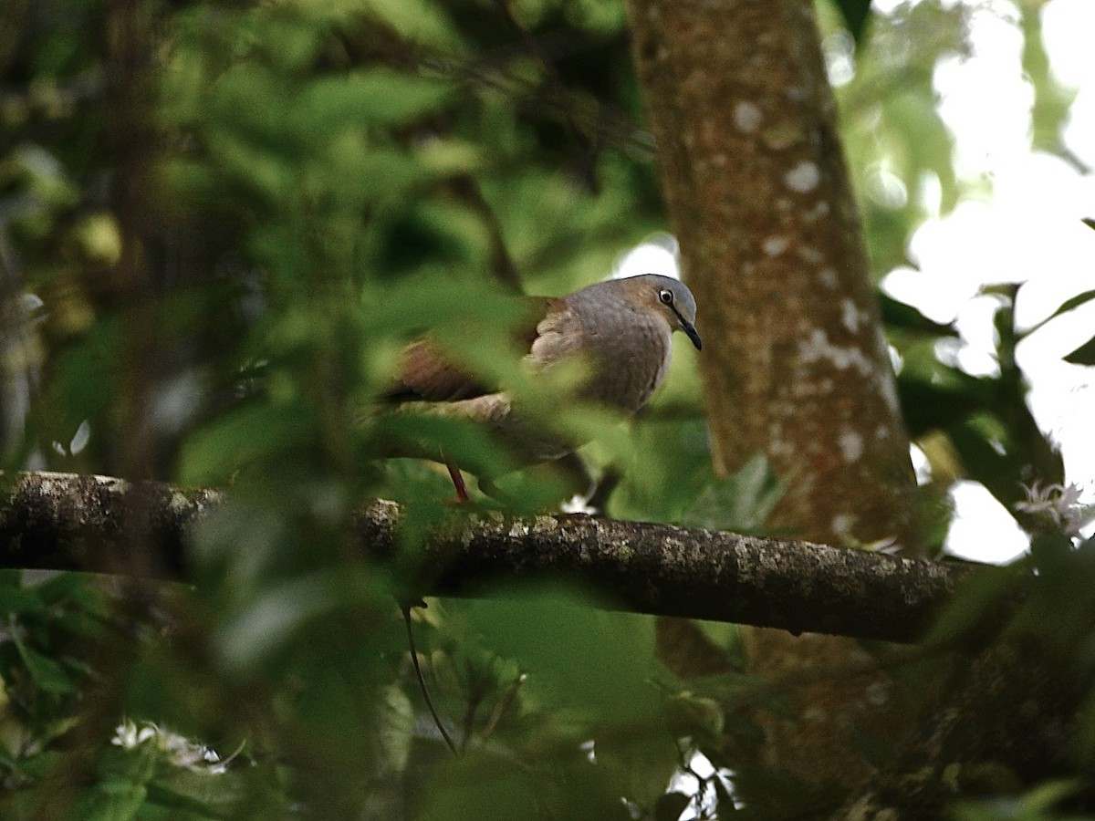 Gray-headed Dove - ML37745111