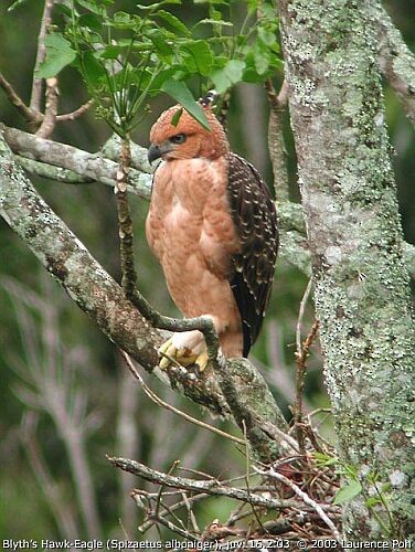 Blyth's Hawk-Eagle - ML377451321