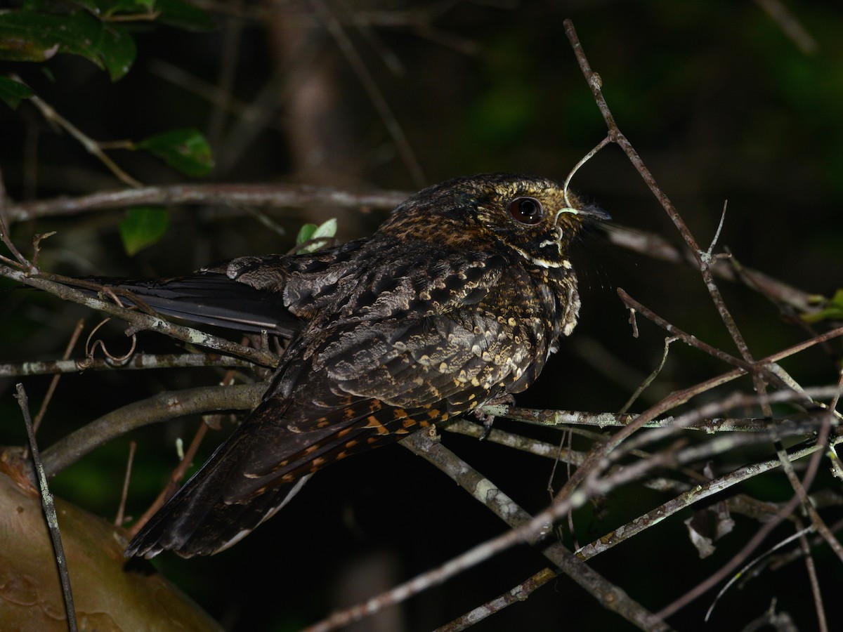 Tawny-collared Nightjar - Alan Van Norman