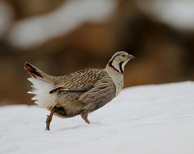 Himalayan Snowcock - ML377452681