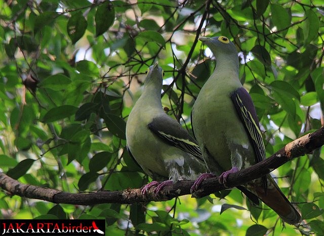 Gray-cheeked Green-Pigeon - ML377452791