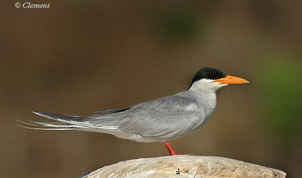 River Tern - ML377454271