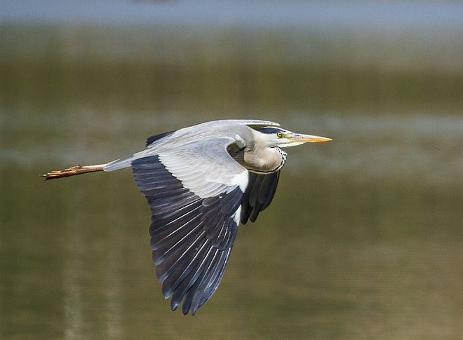Gray Heron (Gray) - ML377455971
