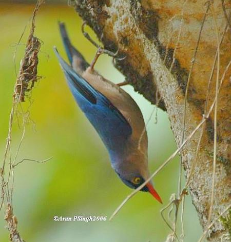 Velvet-fronted Nuthatch - ML377456171