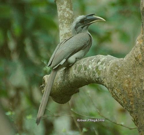 Indian Gray Hornbill - Arun P.Singh