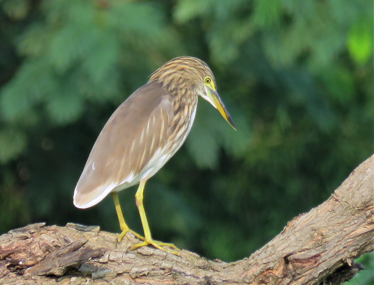 Indian Pond-Heron - Santharam V