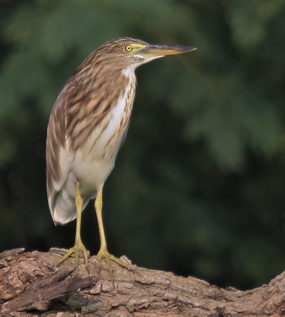 Indian Pond-Heron - ML377456791