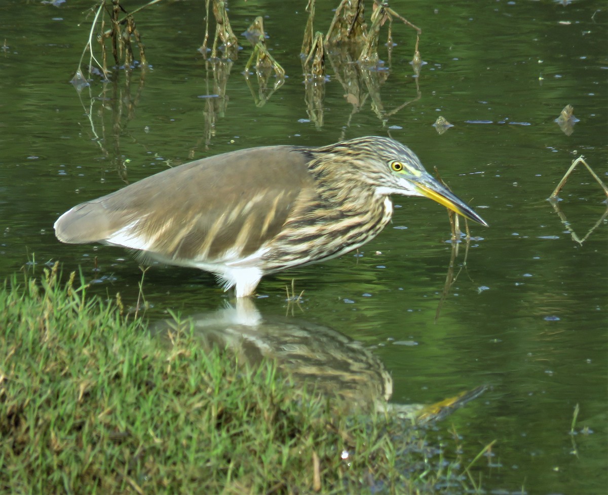 Indian Pond-Heron - Santharam V