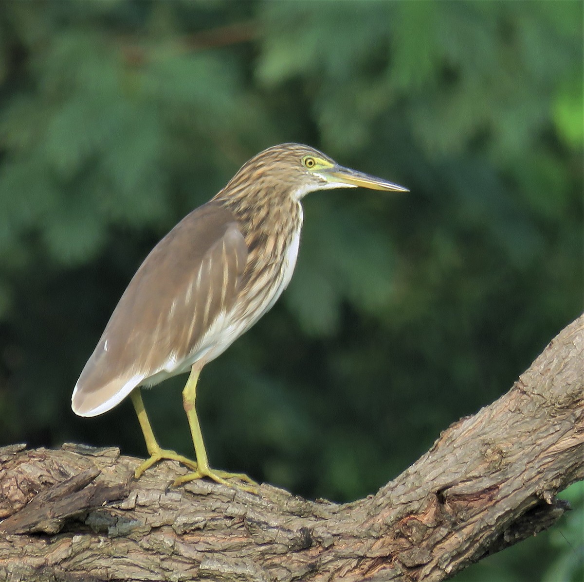 Indian Pond-Heron - Santharam V