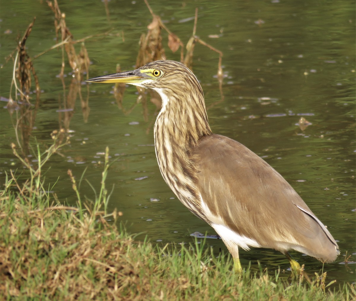 Indian Pond-Heron - ML377456881