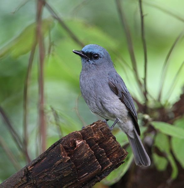 Dull-blue Flycatcher - ML377456901