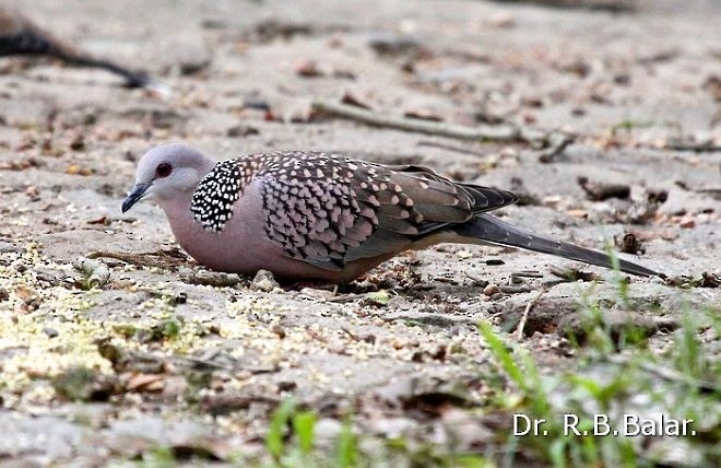 Spotted Dove (Western) - ML377457261