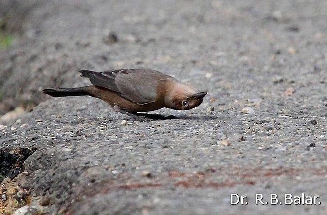 Brown Rock Chat - ML377457351