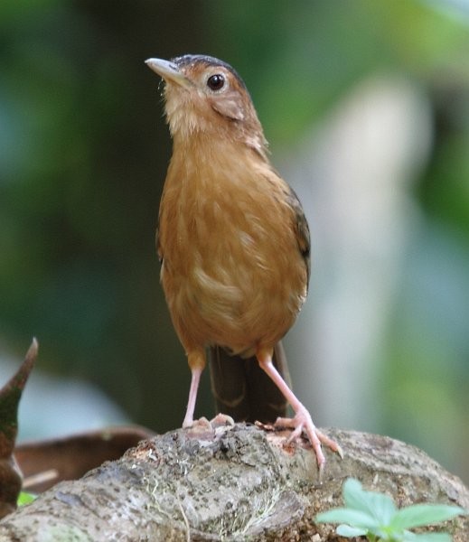 Brown-capped Babbler - ML377457711