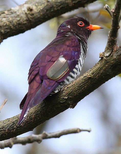 Violet Cuckoo - Myron Tay