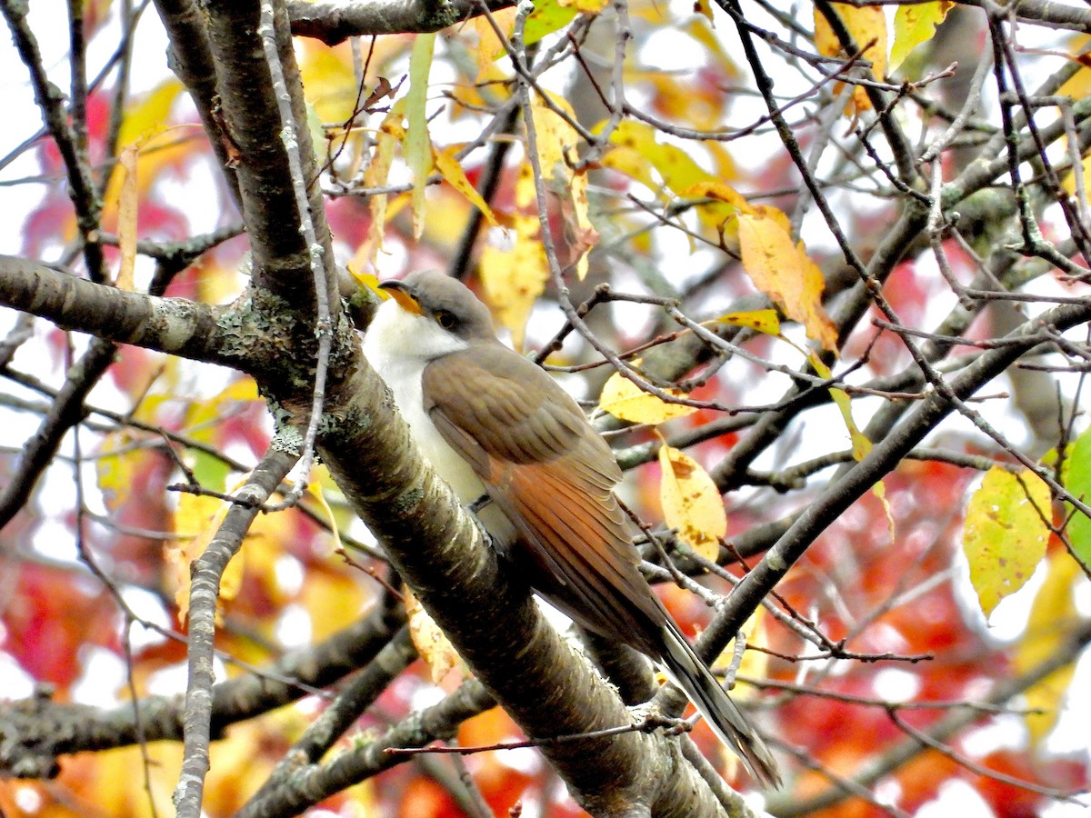 Yellow-billed Cuckoo - ML377459941