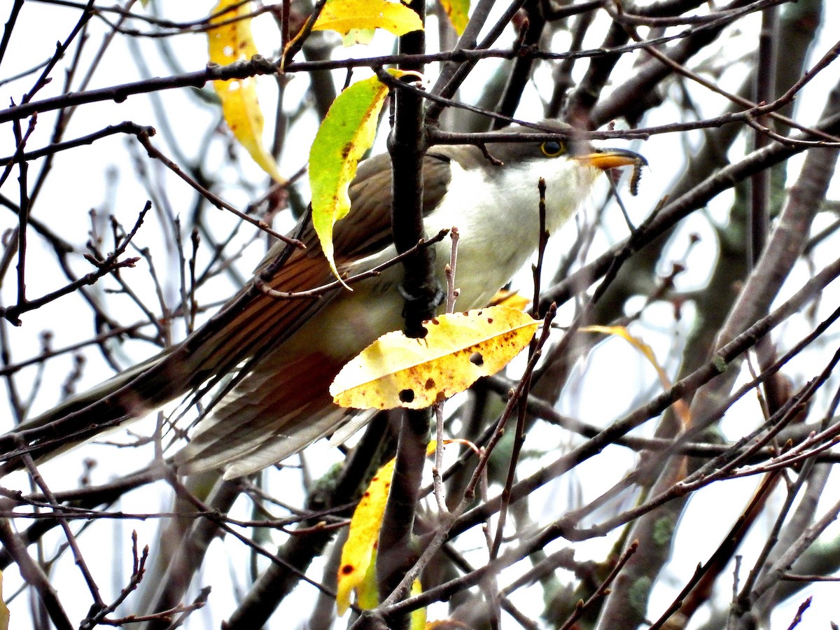 Yellow-billed Cuckoo - ML377459981