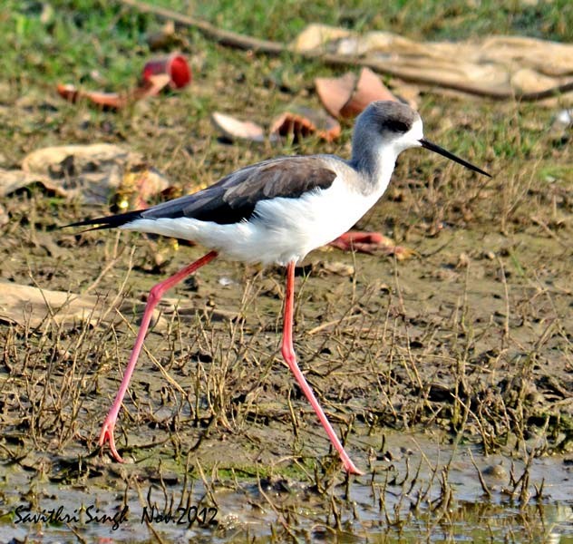 Black-winged Stilt - ML377460931