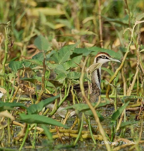 Jacana à longue queue - ML377462481