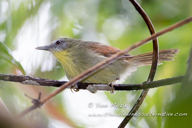 Pin-striped Tit-Babbler (Palawan) - ML377463311