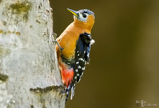 Rufous-bellied Woodpecker - Dolly Bhardwaj