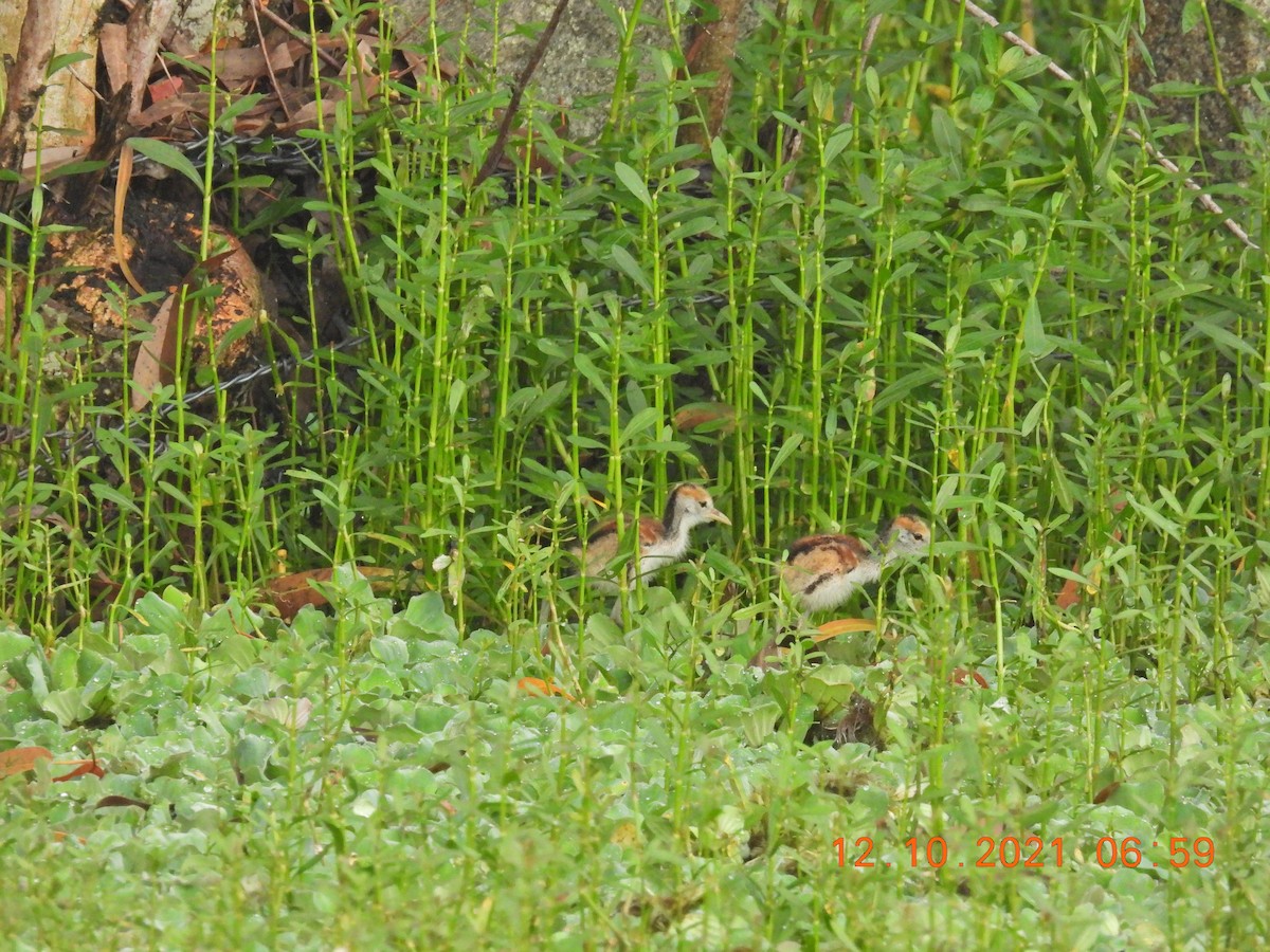 Bronze-winged Jacana - ML377463831