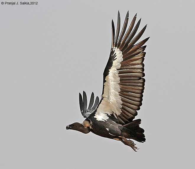 White-rumped Vulture - Pranjal J. Saikia