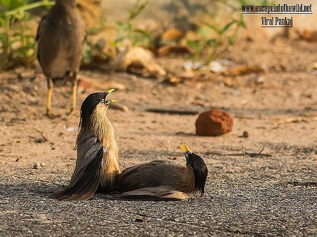 Brahminy Starling - ML377465921