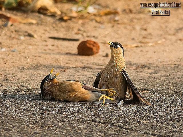 Brahminy Starling - ML377465931