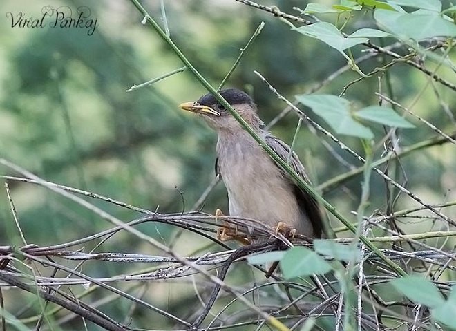 黑冠椋鳥 - ML377466971