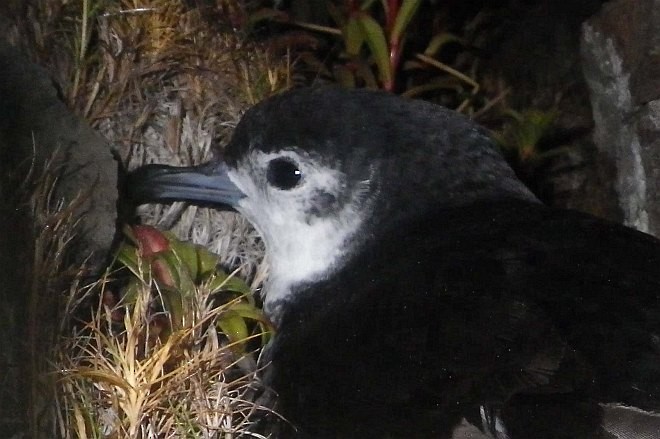 Bryan's Shearwater - ML377467911