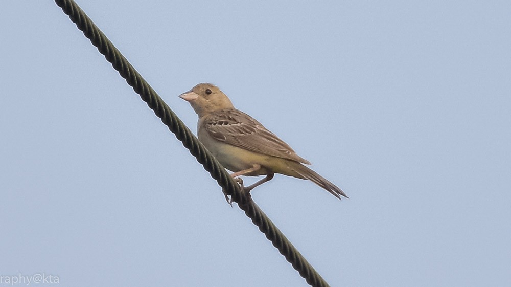 Red-headed Bunting - Anonymous