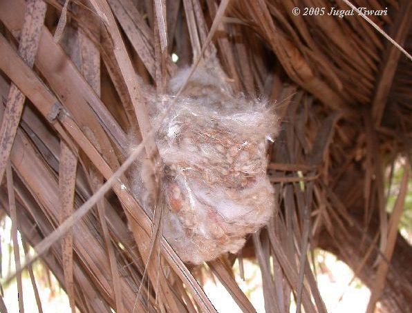 Common Tailorbird - ML377468641