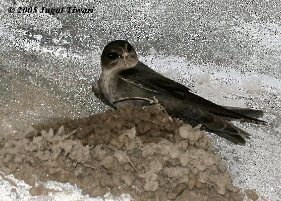 Dusky Crag-Martin - ML377468661