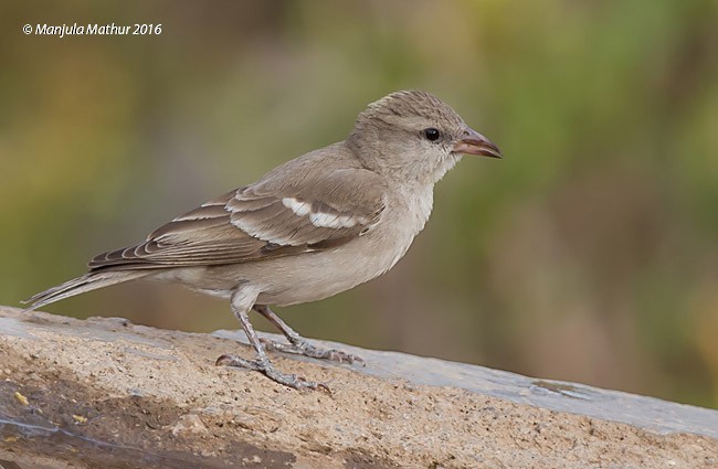 Yellow-throated Sparrow - Manjula Mathur